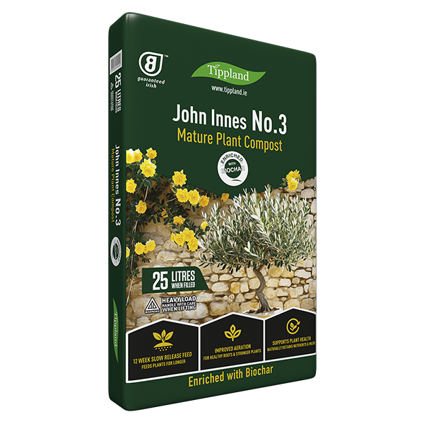 John Innes No.3 - Mature Plant